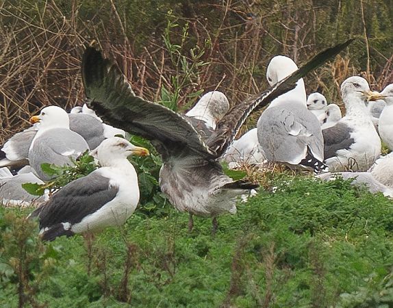 Goéland des Açores  - Guillaume Rey