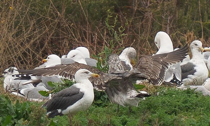 Goéland des Açores  - Guillaume Rey