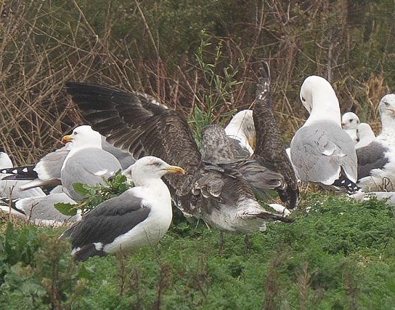 Goéland des Açores  - Guillaume Rey