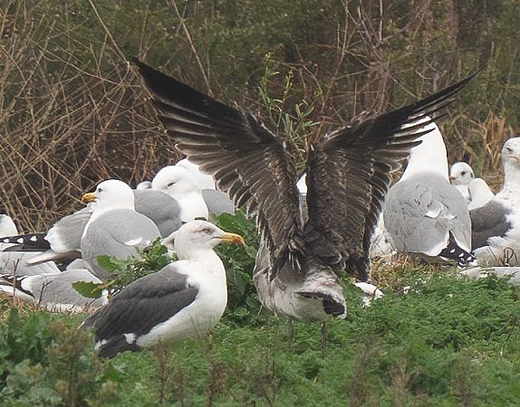 Goéland des Açores  - Guillaume Rey