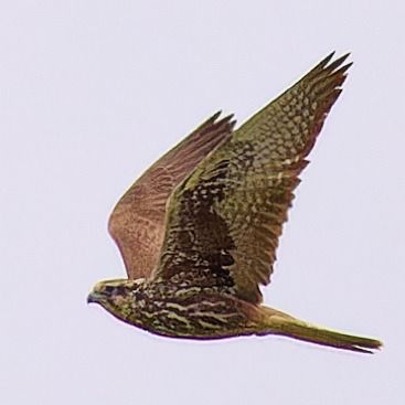 Faucon sacre  - Bernard Laviron