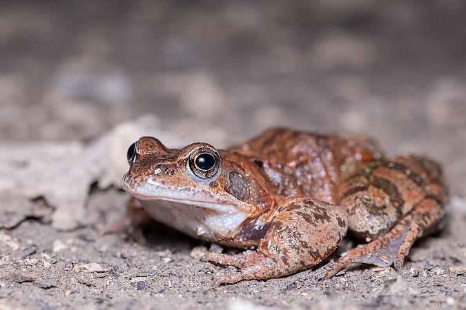 Grenouille rousse - Thibault Cuenot