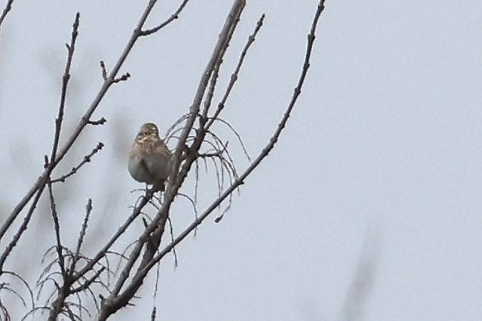 Bruant à calotte blanche  - Pierre Laur-Fournié