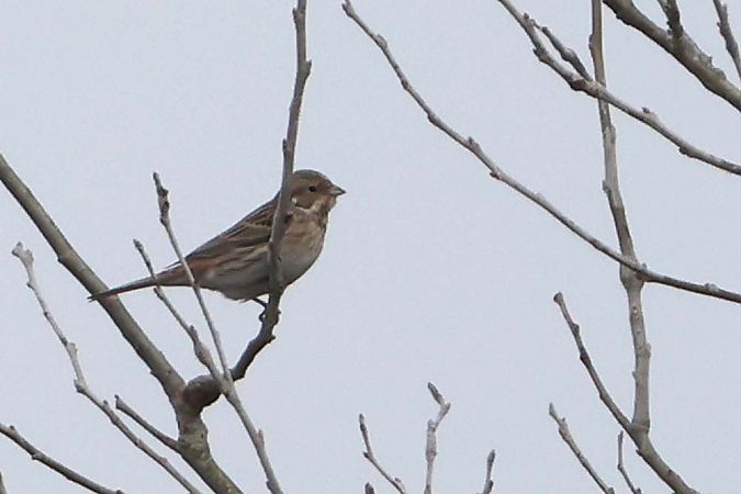 Bruant à calotte blanche  - Pierre Laur-Fournié