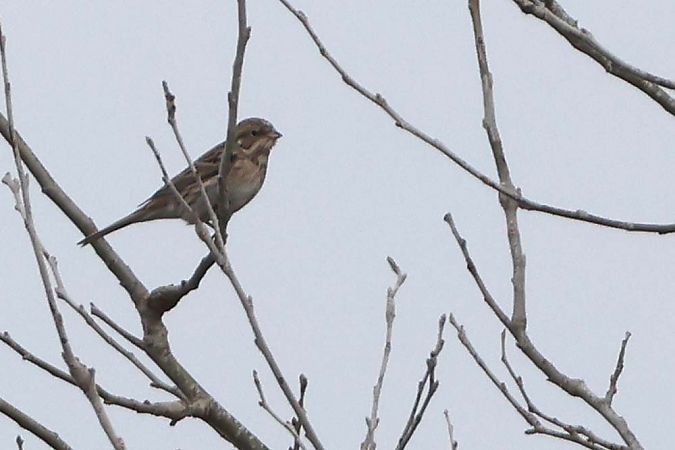 Bruant à calotte blanche  - Pierre Laur-Fournié