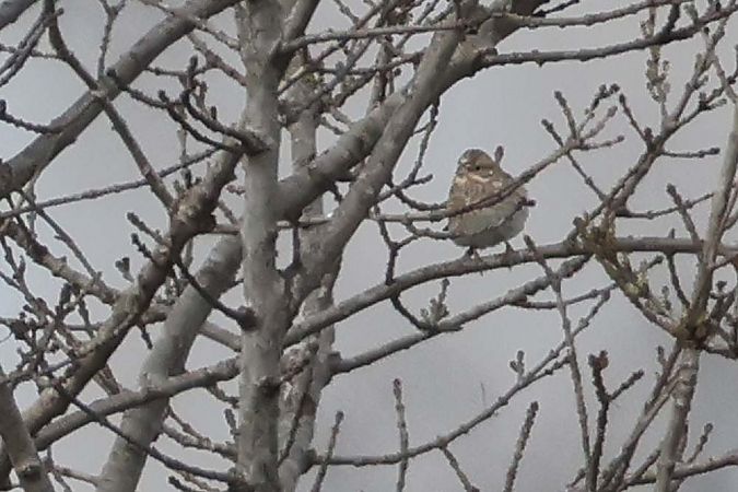 Bruant à calotte blanche  - Pierre Laur-Fournié