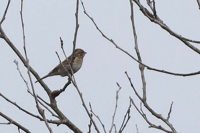 Bruant à calotte blanche  - Pierre Laur-Fournié