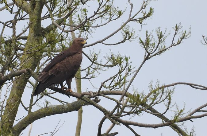 Aigle criard  - Yohan Meuraillon