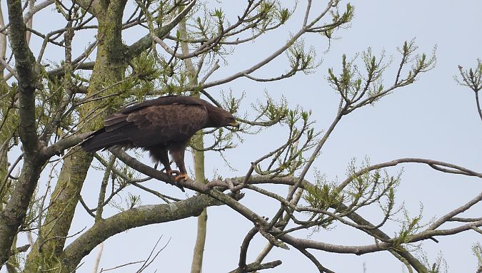 Aigle criard  - Yohan Meuraillon