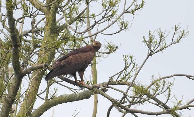 Aigle criard  - Yohan Meuraillon