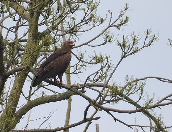 Aigle criard  - Yohan Meuraillon