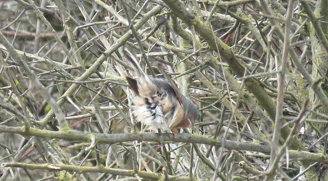 Fauvette passerinette (indéterminée)  - Pierre Gitenet