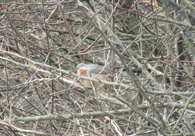 Fauvette passerinette (indéterminée)  - Pierre Gitenet