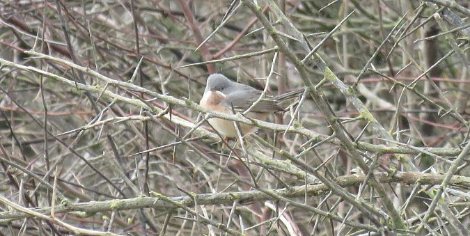 Fauvette passerinette (indéterminée)  - Pierre Gitenet