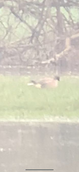 Oie à bec court  - Lucas Aneca