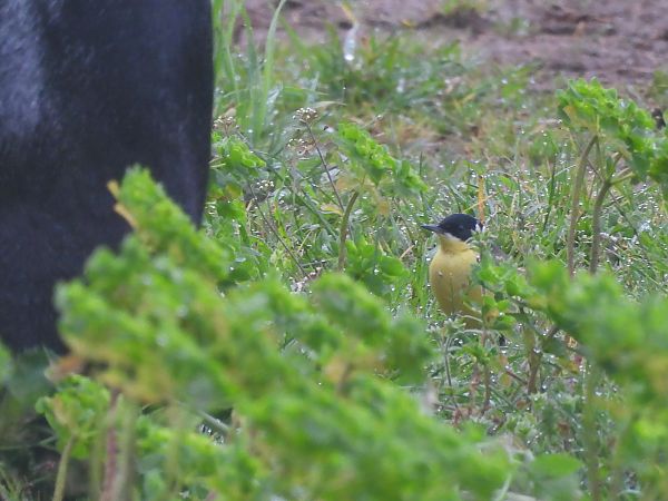 Bergeronnette des Balkans (ssp. feldegg)  - Valentin Spampani