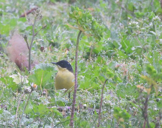 Bergeronnette des Balkans (ssp. feldegg)  - Valentin Spampani