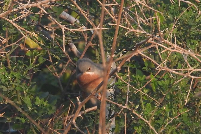 Fauvette des Balkans  - Valentin Spampani