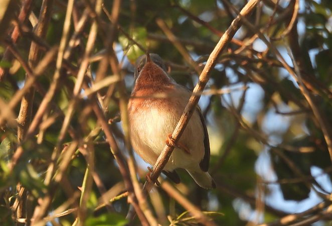 Fauvette des Balkans  - Valentin Spampani