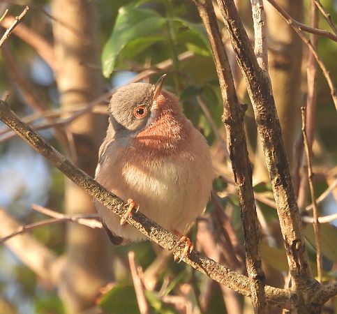 Fauvette des Balkans  - Valentin Spampani