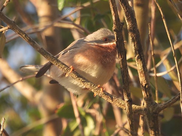 Fauvette des Balkans  - Valentin Spampani