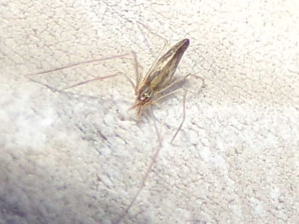 Araignée indéterminée  - Kalix Gelin