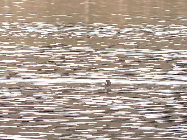 Fuligule à tête noire  - Dominique Michelat