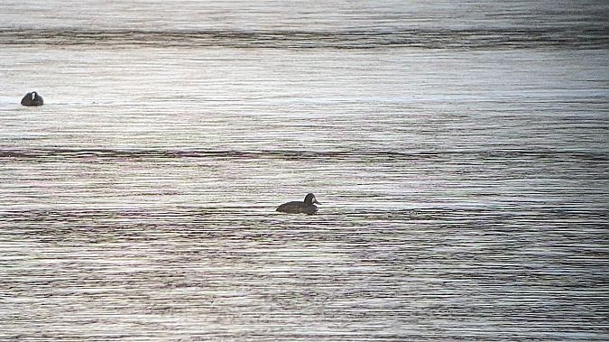 Fuligule à tête noire  - Dominique Michelat