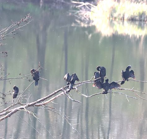 Cormoran pygmée  - Marcel Callejon