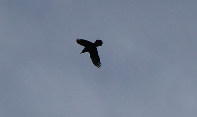 Grand Corbeau  - Isabel Martinez-Arrabal