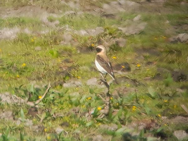Traquet noir et blanc  - Pierre Zimberlin