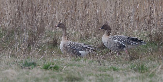 Oie à bec court  - Guy Flohart