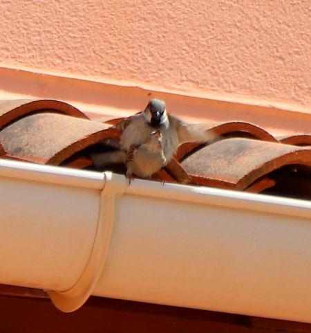 Moineau domestique  - Isabel Martinez-Arrabal