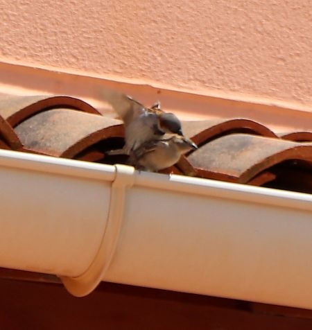 Moineau domestique  - Isabel Martinez-Arrabal