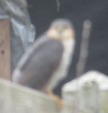 Épervier d'Europe  - Dominique Kail