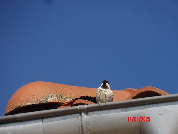 Moineau domestique  - Stéphane Gubian
