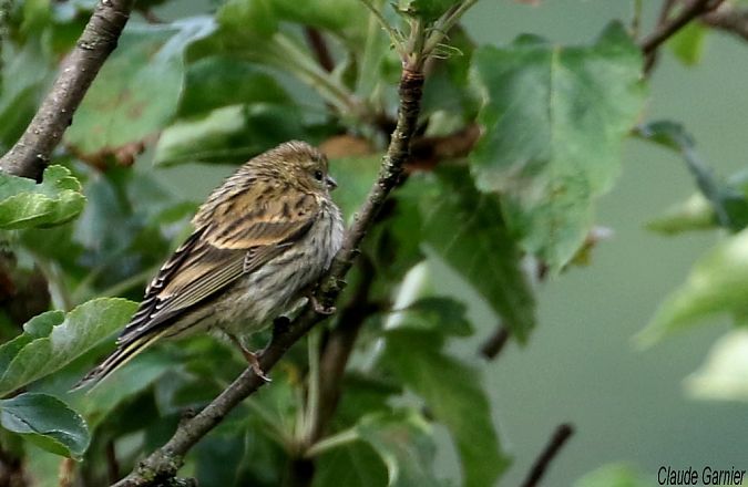 Serin cini  - Claude Garnier