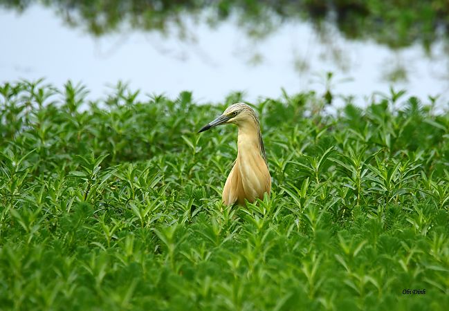 Crabier chevelu  - Dinh Obi
