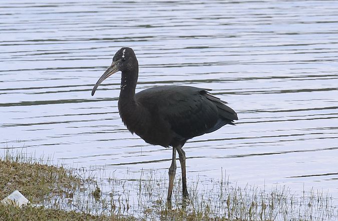 Glossy Ibis  - Isabelle Thiberville
