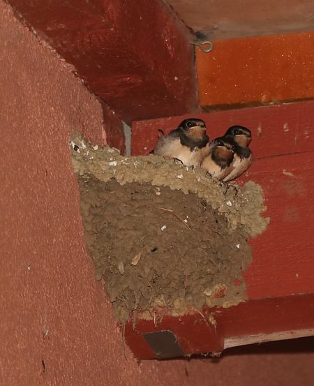 Hirondelle rustique 