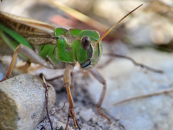 Locusta migratoria gallica - Nicolas Mokuenko (LPO Aqu)