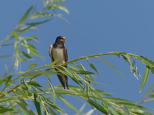 Hirondelle rustique  - Jean-Valentin Dourthe