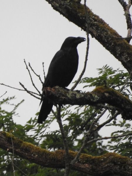 Grand Corbeau  - Vincent Ternois