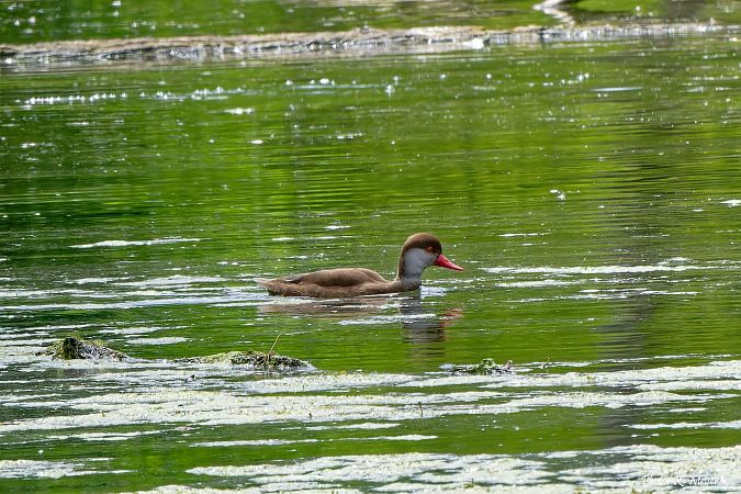 Nette rousse  - Roland Meyer