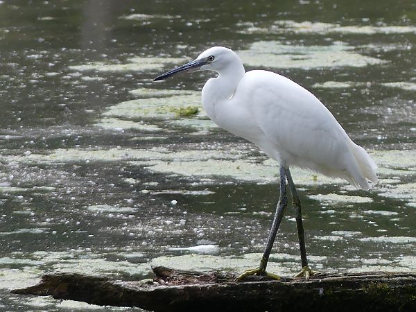Aigrette garzette  - Therese Frechard