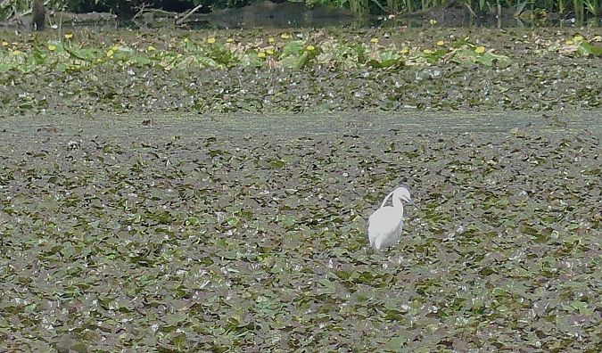 Aigrette garzette  - Therese Frechard