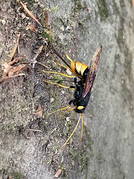 Urocerus gigas  - Olivier Ariey-Jouglard