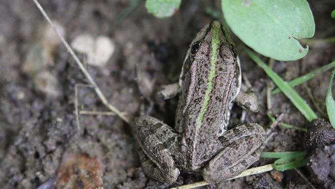 Grenouille verte indéterminée (Pelophylax sp.)  - Jonah Laturnus