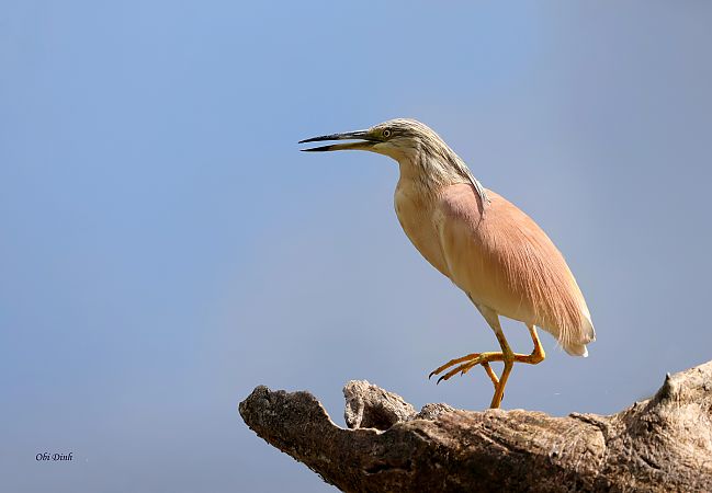 Squacco Heron  - Dinh Obi