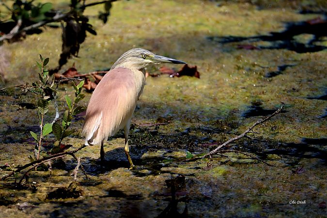 Squacco Heron  - Dinh Obi